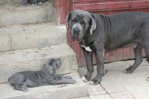CANE CORSO DE VANZARE