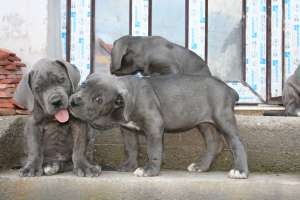 CANE CORSO DE VANZARE