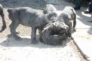 CANE CORSO DE VANZARE
