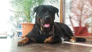 rottweiler pui