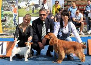 Vand pui English Cocker Spaniel