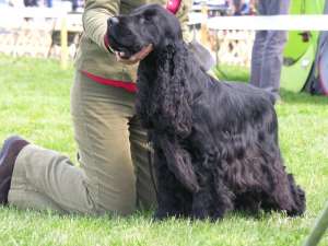 Vand pui English Cocker Spaniel