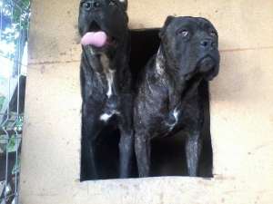 vand puiuti cane corso