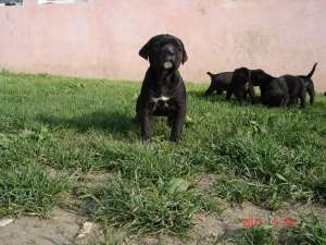 vand puiuti cane corso