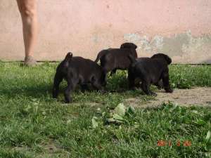 vand puiuti cane corso