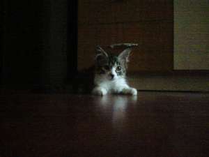 Pisicuta de 2 luni pentru adoptie