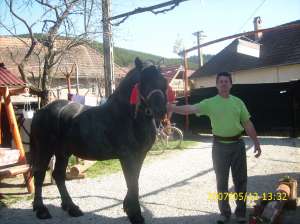 armasar de vanzare