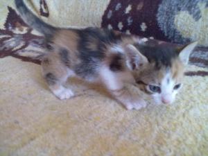 Ofer spre adoptzie pisicutza
