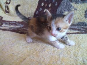 Ofer spre adoptzie pisicutza