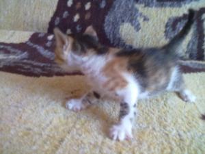 Ofer spre adoptzie pisicutza