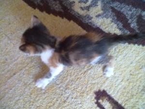 Ofer spre adoptzie pisicutza