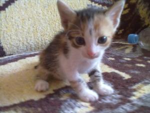 Ofer spre adoptzie pisicutza