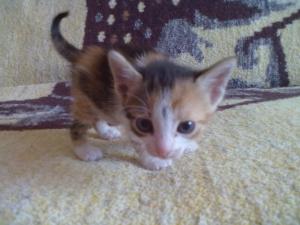 Ofer spre adoptzie pisicutza