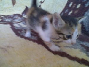 Ofer spre adoptzie pisicutza