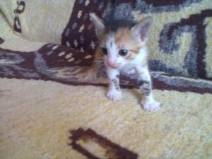 Ofer spre adoptzie pisicutza
