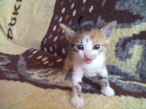 Ofer spre adoptzie pisicutza