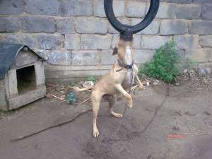 ofer amstaff pentru monta