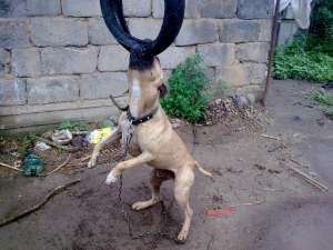 ofer amstaff pentru monta