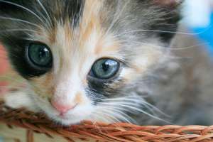 Ofer pisicuta spre adoptie