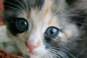 Ofer pisicuta spre adoptie