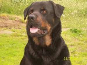 super catelusi rottweiler
