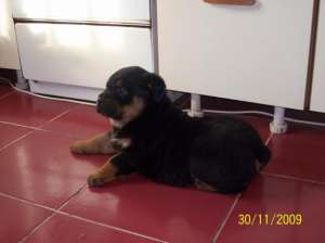 super catelusi rottweiler