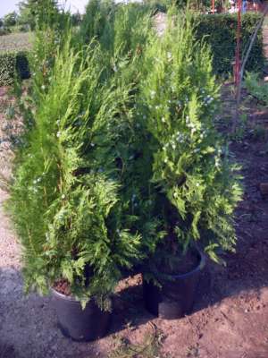 Vand Tuia 80-100 cm 10 lei,    cu ghiveci inclus 20 lei