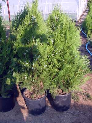 Vand Tuia 80-100 cm 10 lei,    cu ghiveci inclus 20 lei