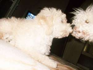 Vand caniche mediu