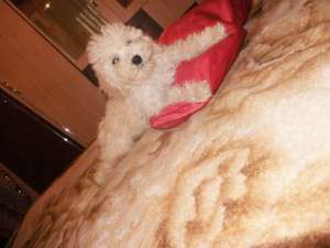 Vand caniche mediu