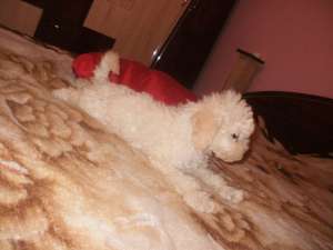 Vand caniche mediu