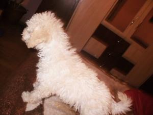 Vand caniche mediu