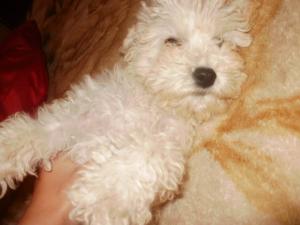 Vand caniche mediu