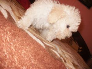 Vand caniche mediu