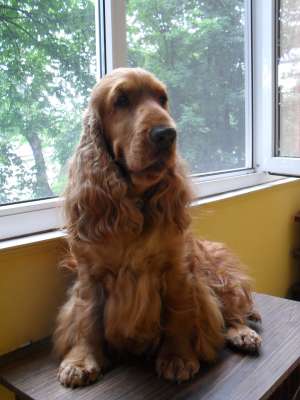 Vand pui Cocker Spaniel Englez cu pedigree
