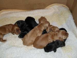 Vand pui Cocker Spaniel Englez cu pedigree