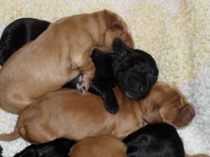 Vand pui Cocker Spaniel Englez cu pedigree
