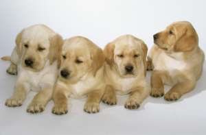 Labredor ,  Golden Retriever si Beagle