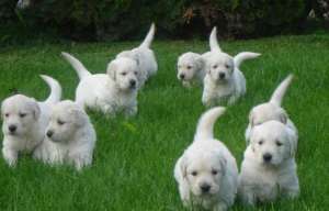 Labredor ,  Golden Retriever si Beagle