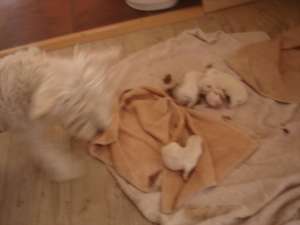 Vand pui de Westie la prima fatare!!!