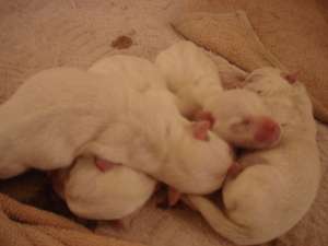 Vand pui de Westie la prima fatare!!!