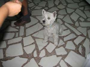 Vand pui de Westie la prima fatare!!!