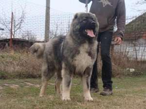 Canisa Iz Bolshoi Kavkaz vinde mascul 13 luni