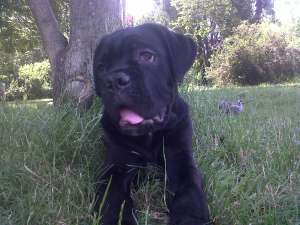VAND CANE CORSO