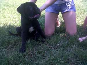 VAND CANE CORSO