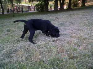 VAND CANE CORSO