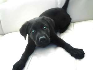 VIND LABRADOR