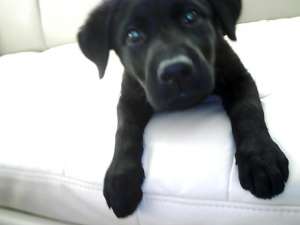 VIND LABRADOR
