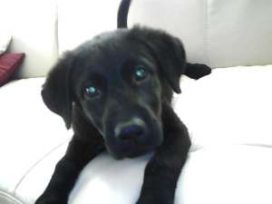 VIND LABRADOR