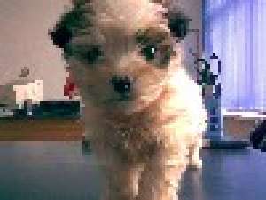 bichon albi cu pete de talie mica vaccinati *****n